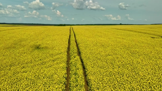 Rapeseed, Oilseed, Seed, Field, Agriculture, Rural