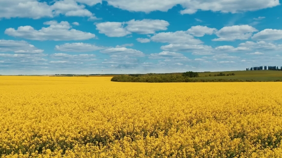 Rapeseed, Oilseed, Seed, Field, Fruit, Rural