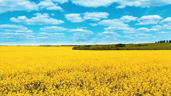 Rapeseed, Oilseed, Seed, Field, Fruit, Rural