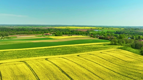 Rapeseed, Oilseed, Seed, Field, Landscape, Grass