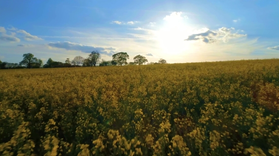 Rapeseed, Oilseed, Seed, Field, Landscape, Rural