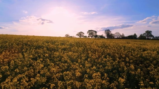 Rapeseed, Oilseed, Seed, Field, Landscape, Rural