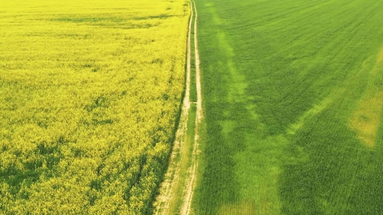 Rapeseed, Oilseed, Seed, Field, Mustard, Landscape