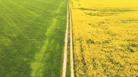 Rapeseed, Oilseed, Seed, Field, Mustard, Rural