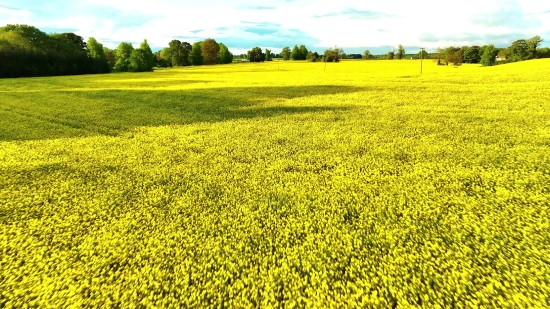 Rapeseed, Oilseed, Seed, Field, Mustard, Rural