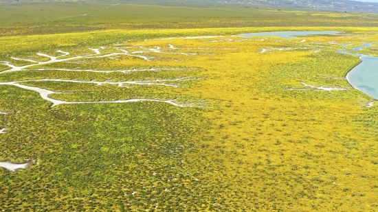 Rapeseed, Oilseed, Seed, Field, Rural, Grass