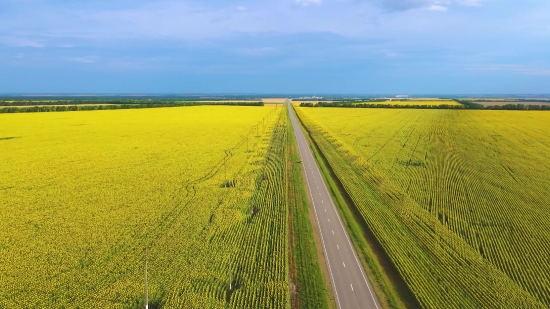 Rapeseed, Oilseed, Seed, Field, Rural, Landscape