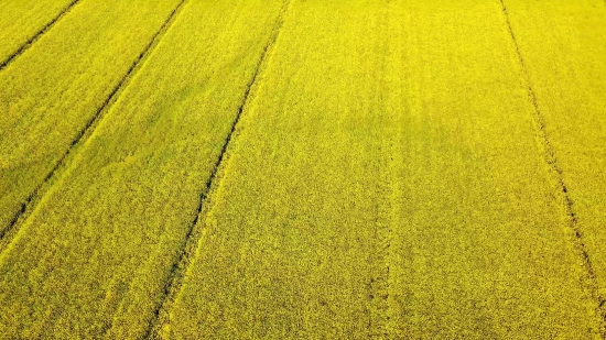 Rapeseed, Oilseed, Seed, Fruit, Field, Yellow