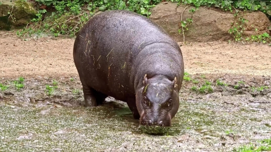 Real Estate Stock Photos, Hippopotamus, Ungulate, Mammal, Wildlife, Wild