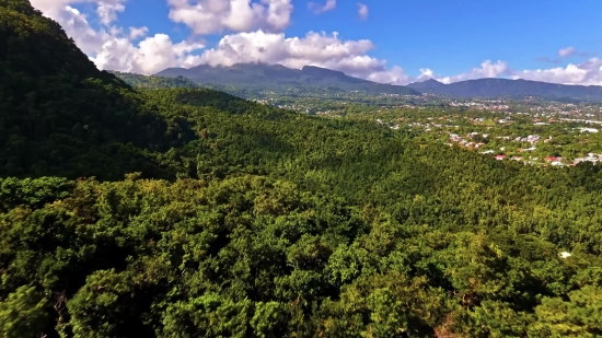 Red Stock Video, Tree, Landscape, Mountain, Forest, Woody Plant