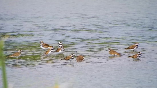 Red-backed Sandpiper, Sandpiper, Shorebird, Wading Bird, Bird, Wildlife