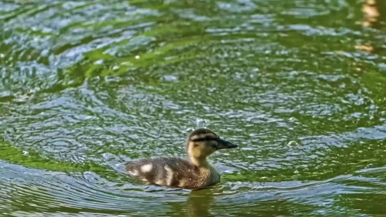 Red-breasted Merganser, Merganser, Sea Duck, Duck, Wildlife, Lake