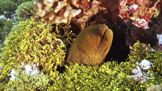 Reef, Coral, Brain Coral, Fish, Underwater, Stony Coral