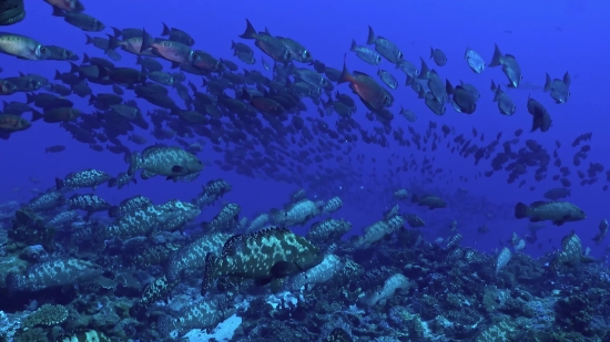 Reef, Fish, Underwater, Coral, Sea, Diving