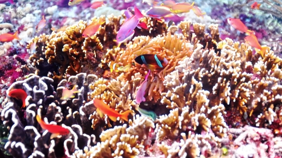 Reef, Polyp, Underwater, Coral, Fish, Sea