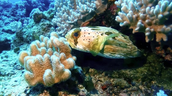 Reef, Puffer, Underwater, Coral Reef, Fish, Coral