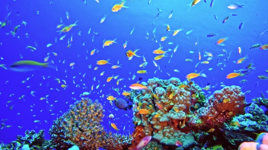 Reef, Seawater, Sea, Underwater, Coral, Fish