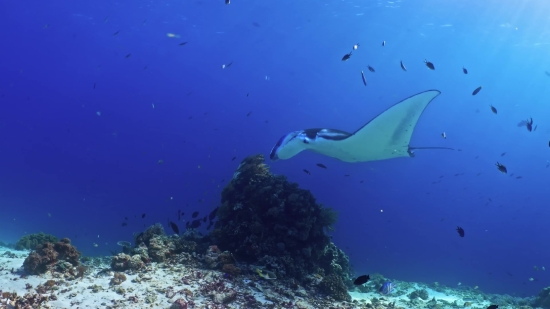 Reef, Underwater, Fish, Sea, Coral, Diving