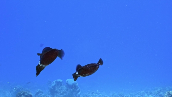 Reef, Underwater, Fish, Sea, Ocean, Coral