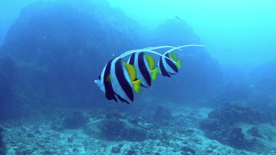 Reef, Underwater, Sea, Fish, Coral, Coral Reef