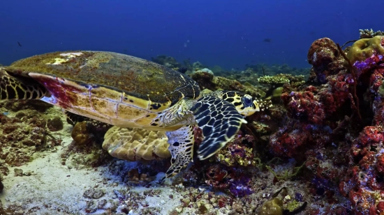 Reef, Underwater, Sea, Fish, Coral, Ocean