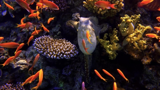 Reef, Underwater, Sea, Fish, Coral, Tropical