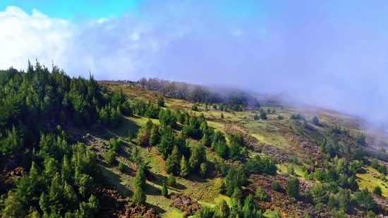 Retro Background Video, Tree, Landscape, Mountain, Forest, Sky