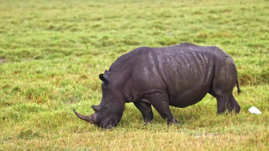 Rhinoceros, Odd-toed Ungulate, Ungulate, Mammal, Placental, Wildlife