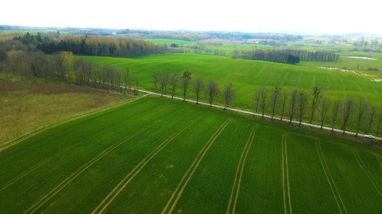 Rice, Starches, Grain, Landscape, Grass, Field