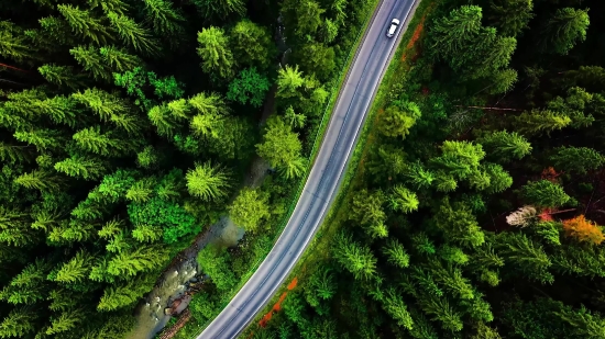 Road, Travel, Highway, Landscape, Tree, Asphalt