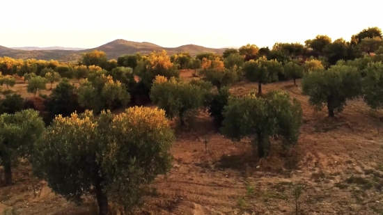 Road Video Clip, Tree, Landscape, Woody Plant, Mountain, Sky