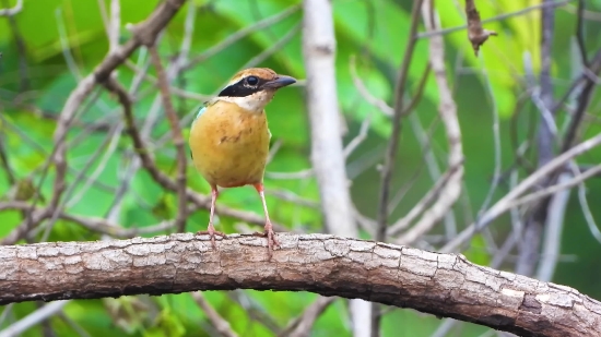 Robin, Bird, Thrush, Wren, Wildlife, Beak