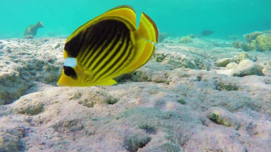 Rock Beauty, Butterfly Fish, Underwater, Sea, Reef, Coral