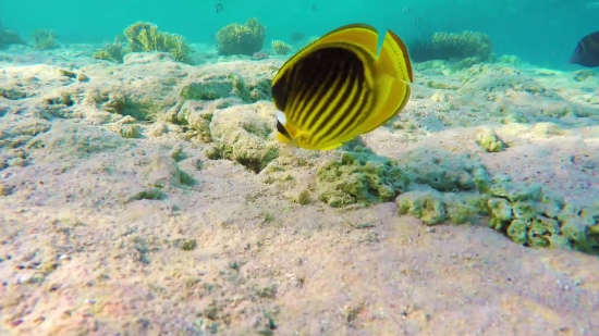 Rock Beauty, Reef, Underwater, Sea, Butterfly Fish, Coral