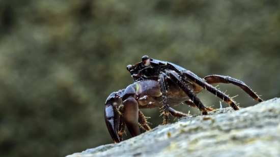 Rock Crab, Crab, Crustacean, Arthropod, Insect, Wildlife