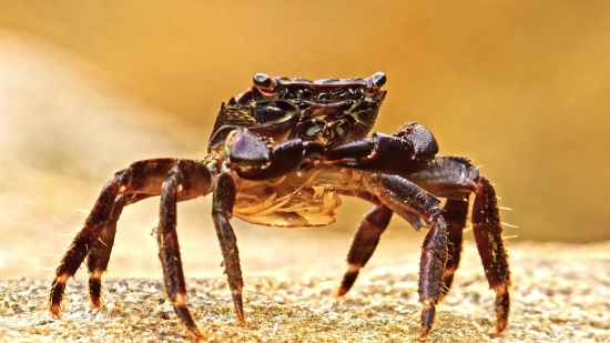 Rock Crab, Crab, Crustacean, Arthropod, Invertebrate, Animal