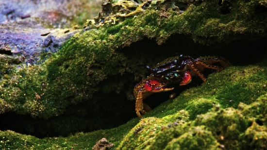 Rock Crab, Crab, Crustacean, Arthropod, Mountain, Landscape