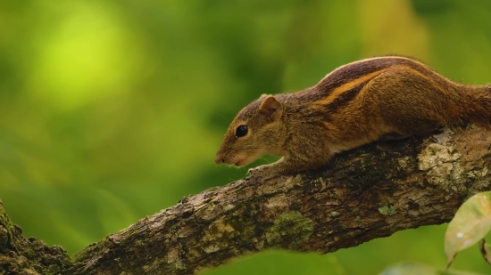 Rodent, Animal, Squirrel, Mammal, Wildlife, Tail