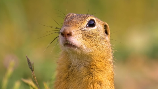 Rodent, Mammal, Animal, Marmot, Critter, Wildlife