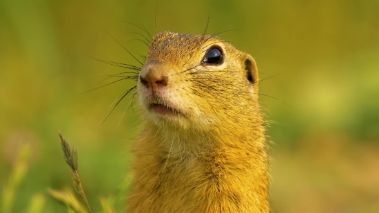 Rodent, Mammal, Animal, Marmot, Wildlife, Fur