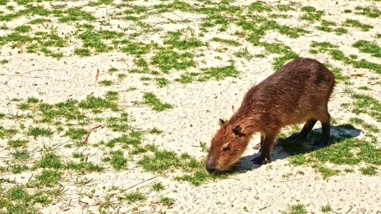 Rodent, Mammal, Beaver, Wildlife, Wild, Marmot