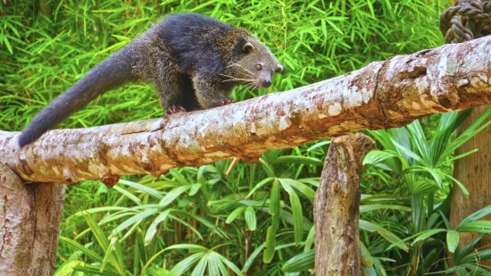 Rodent, Mammal, Wildlife, Wild, Mink, Beaver