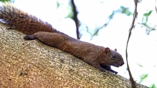 Rodent, Squirrel, Fox Squirrel, Mammal, Tree Squirrel, Wildlife