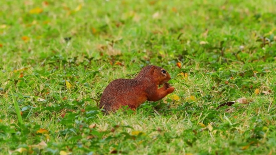 Rodent, Squirrel, Mammal, Fox Squirrel, Mongoose, Wildlife