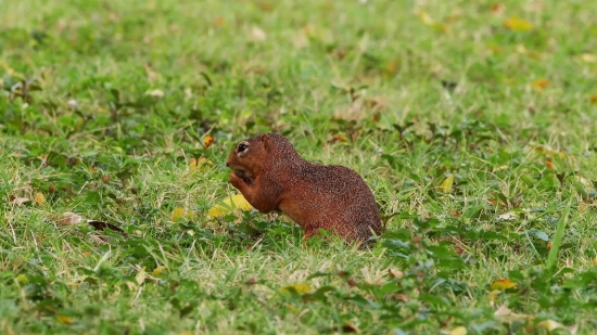 Rodent, Squirrel, Marmot, Mammal, Fox Squirrel, Tree Squirrel