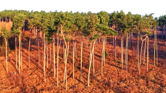 Roller Coaster Stock Video, Tree, Landscape, Sky, Plant, Field