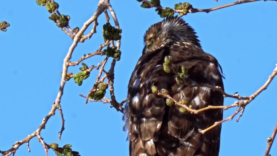 Royalty Free B Roll, Bald Eagle, Bird, Eagle, Tree, Sky