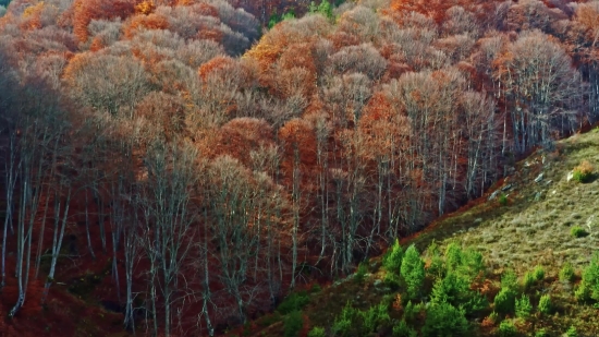 Royalty Free Footage Download, Tree, Autumn, Woody Plant, Vascular Plant, Shrub