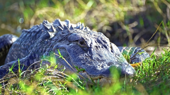 Royalty Free Stock Videos, Alligator, Reptile, Wildlife, Crocodile, Wild