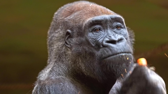 Royalty Free Video Clips, Gorilla, Ape, Primate, Monkey, Wildlife